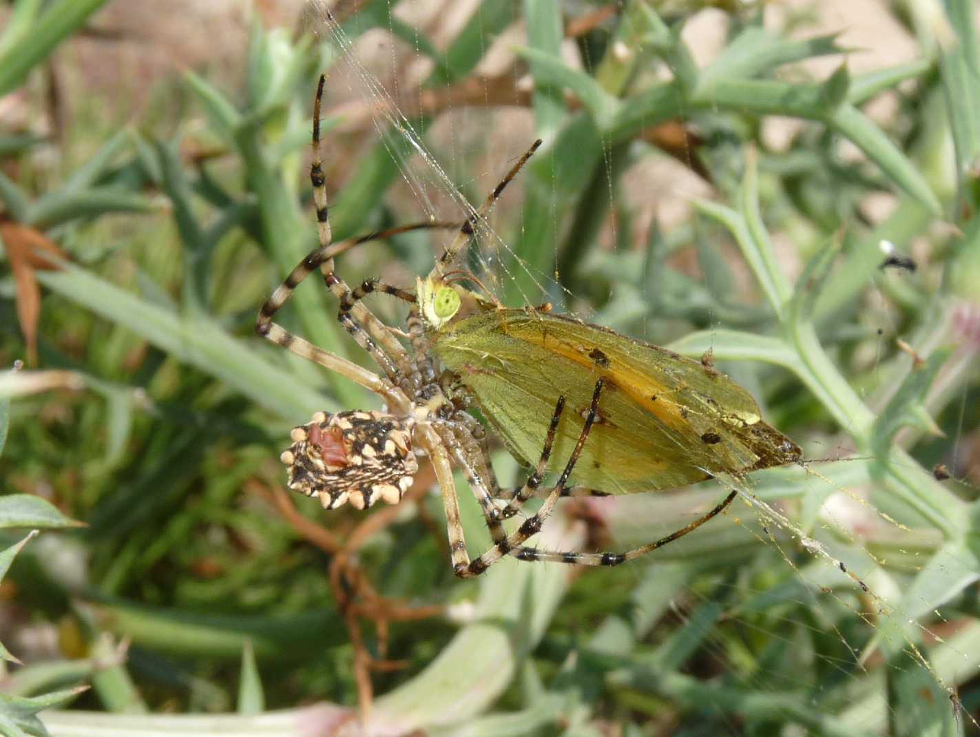 Argiope lobata e farfalla